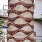 شجرة اصطناعية من نخيل التمر بطول 5 متر تبدو طبيعية للزينة