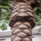 شجرة اصطناعية من نخيل التمر بطول 5 متر تبدو طبيعية للزينة