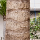 شجرة نخيل اصطناعية بطول 5 أمتار مع ديكور منظر طبيعي للأضواء